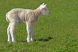 Lamb in the meadow