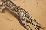 cheetah running at full speed
