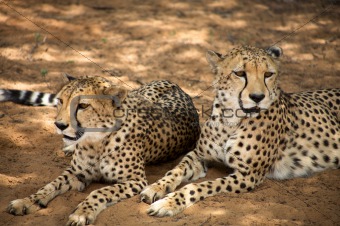 Cheetah laying on the floor