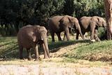 Group of Elephants