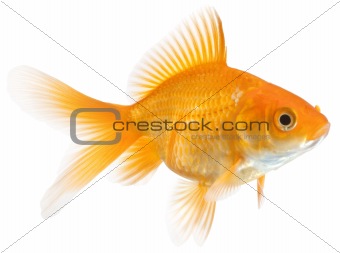 single goldfish