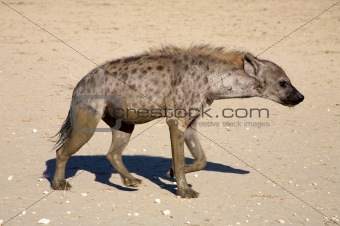 The spotted Hyaena