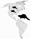 Distribution of canadian beaver 