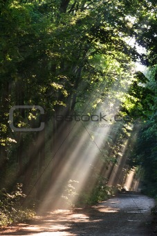 sun fog in forest