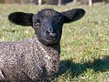 Black Faced Baby Lamb
