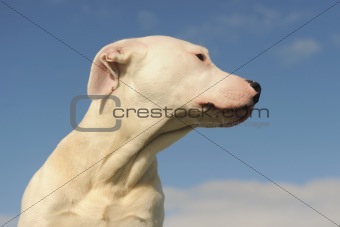 puppy dogo argentino