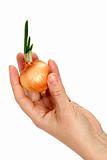 A beautiful female hand keeps onion