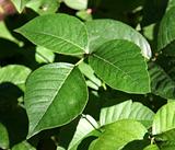 Poison Ivy Profile
