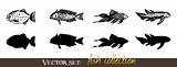 Vector set: Fish collection