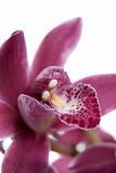 Pink orchid flower close-up