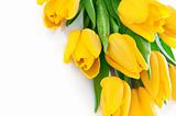 yellow tulip flowers with green leaves