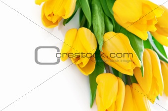yellow tulip flowers with green leaves