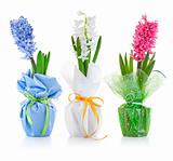 spring hyacinth flowers with green leaves in textile wrapping