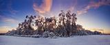 Winter forest panorama at sunny evening