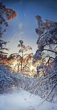Winter forest panorama at sunny evening