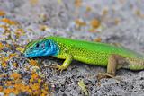green lizard (lacerta viridis)