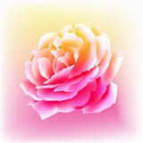 Watercolor Rose Bloom