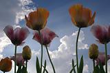 Clouds and Sky Viewed Through Tulips