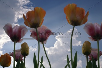 Clouds and Sky Viewed Through Tulips