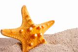 Golden Starfish