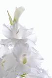 Beautiful White Gladiolus 