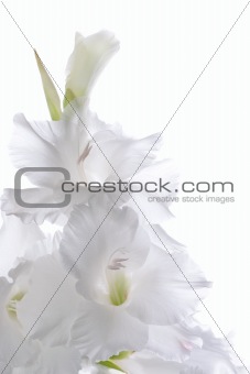 Beautiful White Gladiolus 