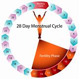 Menstrual Cycle Fertility Chart