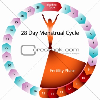Menstrual Cycle Fertility Chart