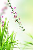 pink flower and fresh grass