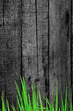 fresh grass and old wooden background