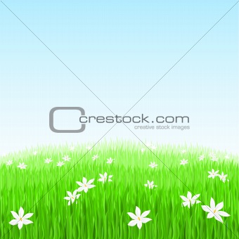 Green grass with white flowers