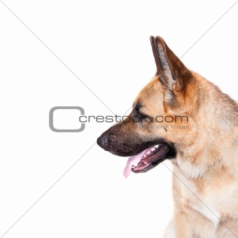 German shepard dog