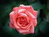 Pink rose in a dew