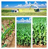 Collage of maize on the field