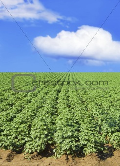 Potato field against blue sky and clouds
