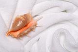 shell on white towels close up