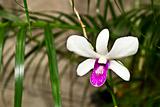 Flower white purple orchid