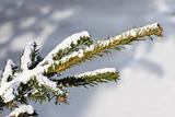 Pine branch in winter