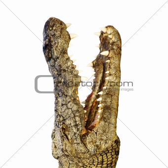 Crocodile with sharp teeth 