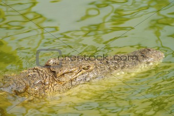 Crocodile hunting 