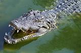 Nil Alligator