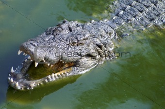 Nil Alligator