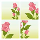 beautiful roses backgrounds