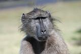 Baboon looking curious