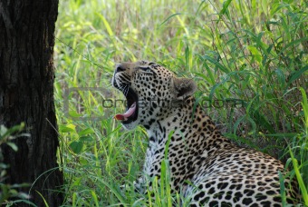 Leopard yawning