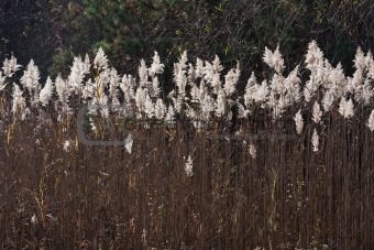 Prairie Cordgrass (Spartina pectinata)