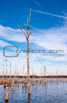 Dead Trees in the Water