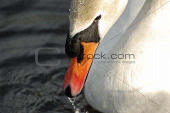 elegant white swan