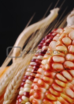 Colorful Maize Cob