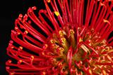 Red Protea